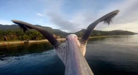 GoPro-Pelican-Learns-To-Life5-640x350