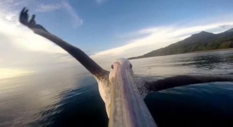 GoPro-Pelican-Learns-To-Life1-640x350