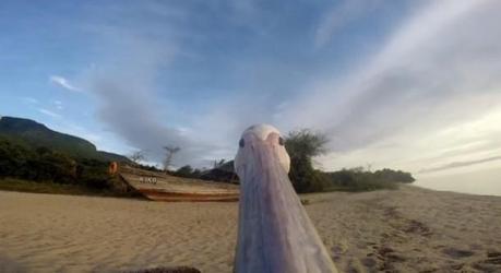GoPro-Pelican-Learns-To-Life3-640x349