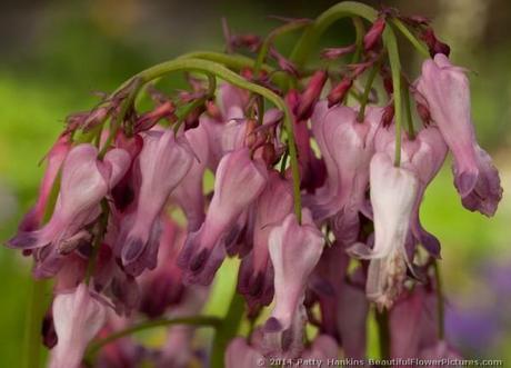 Bleeding Hearts © 2014 Patty Hankins