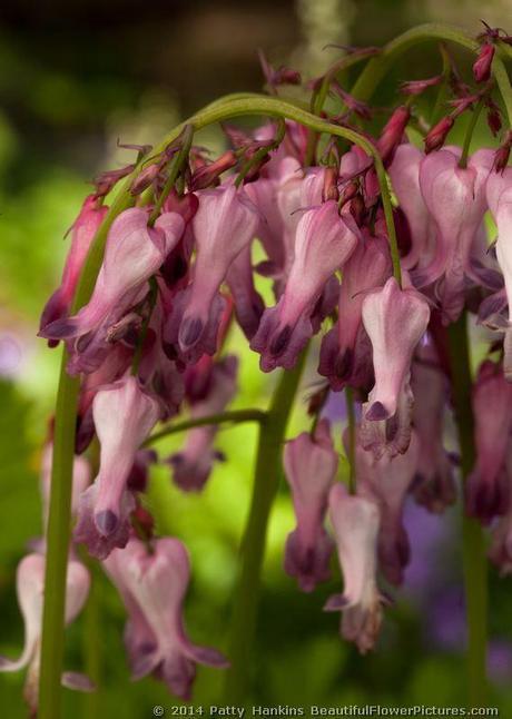 Bleeding Hearts © 2014 Patty Hankins