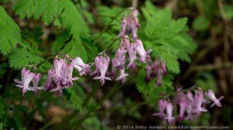 Bleeding Hearts © 2014 Patty Hankins