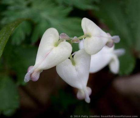 Squirrel Corn © 2014 Patty Hankins