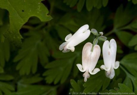 Squirrel Corn © 2014 Patty Hankins