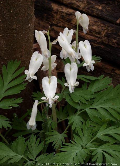 Squirrel Corn © 2014 Patty Hankins