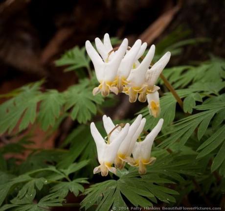 Dutchman's Breeches © 2014 Patty Hankins