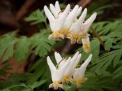 Bleeding Hearts, Squirrel Corn Dutchman’s Breeches