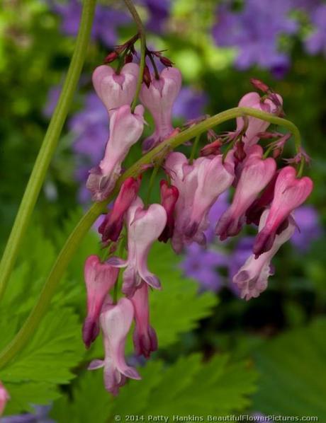 Bleeding Hearts © 2014 Patty Hankins