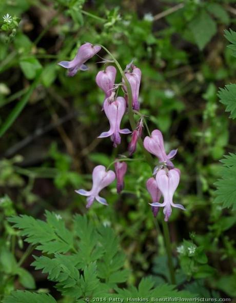 Bleeding Hearts © 2014 Patty Hankins