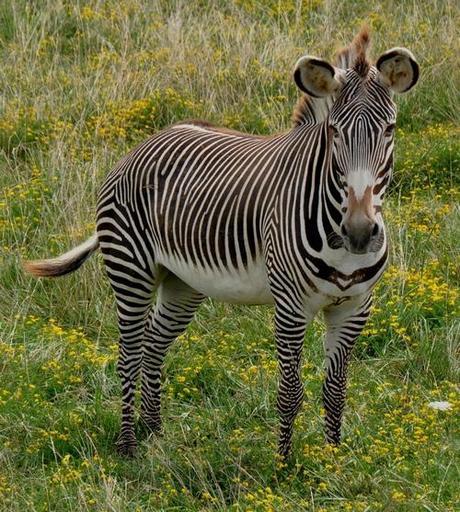 Fact Attack: Endangered Species No. 108 – Grévy’s Zebra