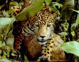 Jaguar Habitat Protected in U. S.