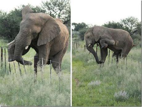 Namibian elephant in farmlands subject of hunting debate – Africa Geographic Magazine Blog