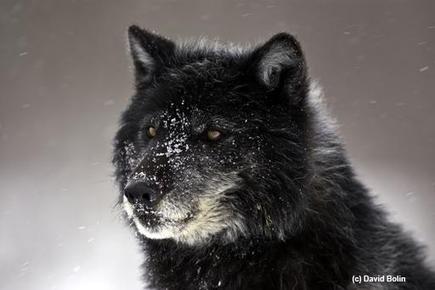 Wolf Weekly Wrap-Up – Defenders of Wildlife Blog