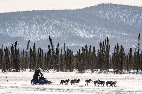 Iditarod 2014: Zirkle Leads, Buser Lurks In Galena