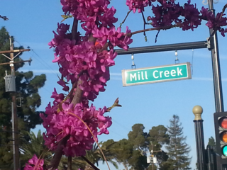 Purple flowers grow on a tree across the street from Mill Creek Park in Bakersfield