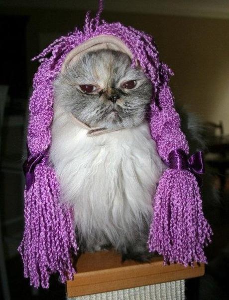 The World’s Top 10 Best Images Of Cats Wearing Wigs