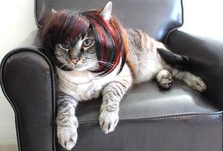 The World’s Top 10 Best Images Of Cats Wearing Wigs