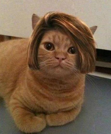 The World’s Top 10 Best Images Of Cats Wearing Wigs