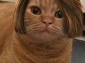 World’s Best Images Cats Wearing Wigs