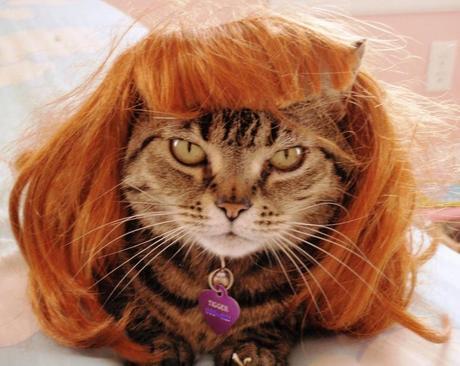 The World’s Top 10 Best Images Of Cats Wearing Wigs