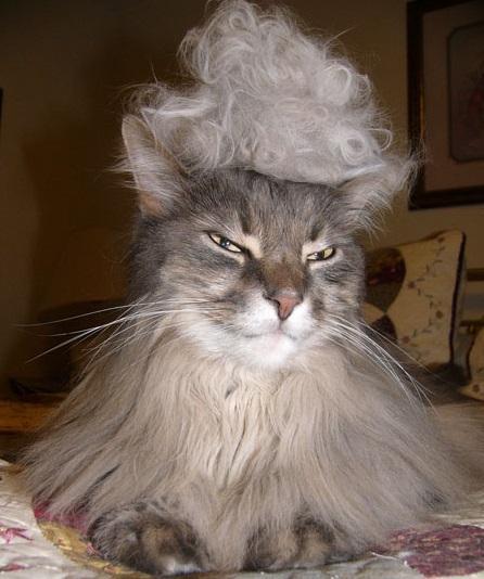 The World’s Top 10 Best Images Of Cats Wearing Wigs