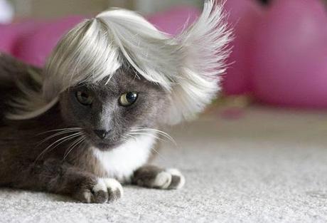 The World’s Top 10 Best Images Of Cats Wearing Wigs