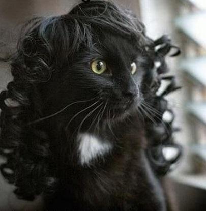 The World’s Top 10 Best Images Of Cats Wearing Wigs