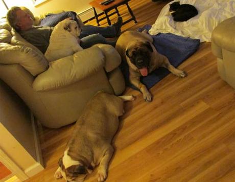 A candid moment in the Waterman living room. Please notice Bandit, at right, lounging alone on a large pet bed, and that the three large dogs have given it over to her. They know better. Also notice the mummified remains of an elderly gentleman on the couch. He passed away  in 2003. But the dogs liked him and we didn't have the heart to take him away.