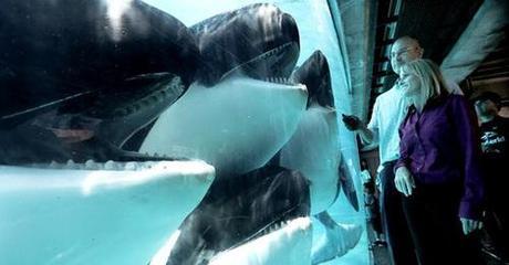 This is SeaWorld’s worst nightmare — Californians are saying enough to Orca captivity