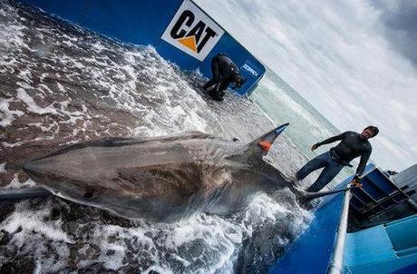 Great White Shark On Historic Marathon Migration