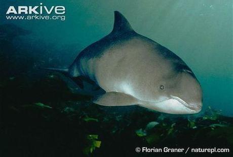 Swedish Critically Endangered Species, Part V: Harbour Porpoise Baltic Sea Subpopulation