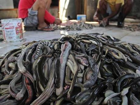 Stomach-churning images show the shocking truth about Indonesian snake slaughterhouses