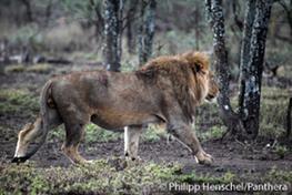 Lions Disappearing Quickly