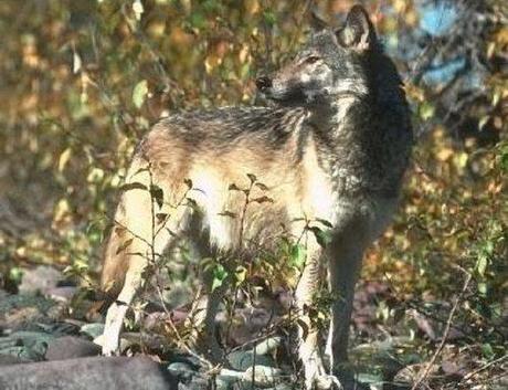 Netherlands Wolves past-present and future