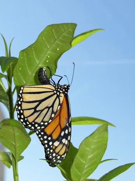 As Milkweed Disappears, Monarchs are Fading Away (Op-Ed)