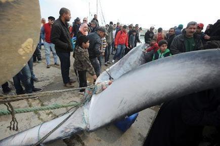 10-metre whale caught in Tunisia fisherman’s nets dies