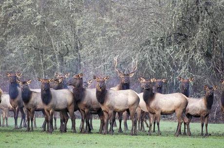 Refuge may allow elk hunting