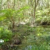 Constructed wetlands and ecosystem function