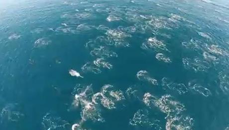 This amazing footage of whales and dolphins will change the way you look at drones