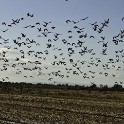 Of Drones and Cranes: UAV Technology Aids California Bird Conservation