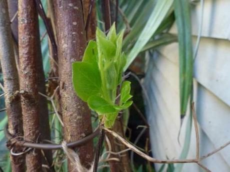 The buds of the clematis are starting to open out