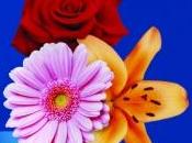 What Floral Preserves?