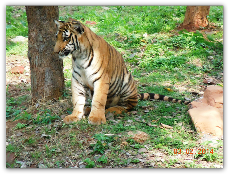 A Tiger Cub at Mysore Zoo