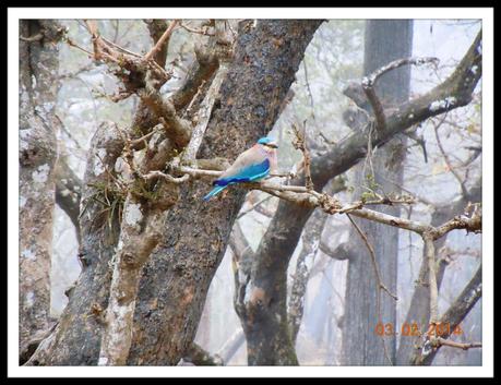 A Blue Jay in Wayanad
