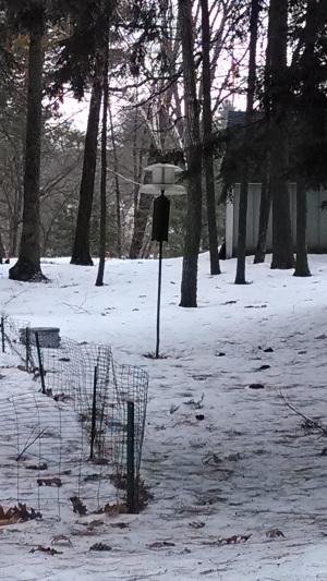 A neighbor's feeder