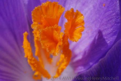 Crocus tommasinianus style and anthers