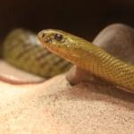 The Western Saipan, the world's most venemous snake