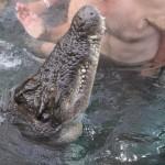 The closeness of the Cage Experience