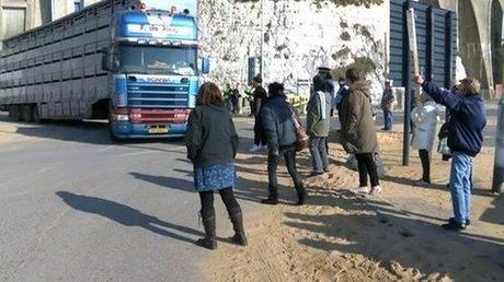 Protests as live exports resume