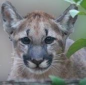 Sierra Club petition: Don’t let Big Oil threaten the last Florida panthers!